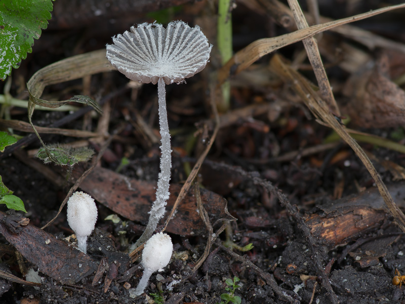 Coprinopsis candidatus